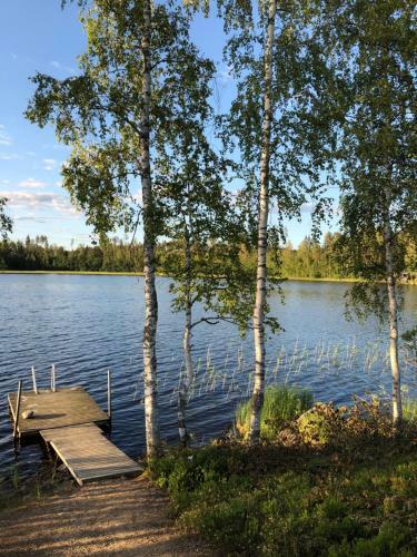 Hostal Ollinm�ki Vineyard