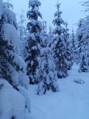 Hostal Kinkamon Pirtti