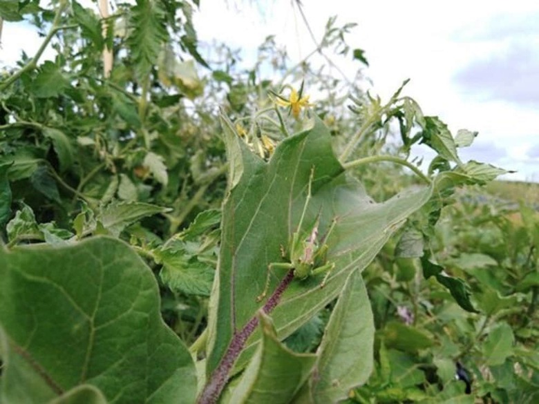 Roulotte De La Ferm'agi