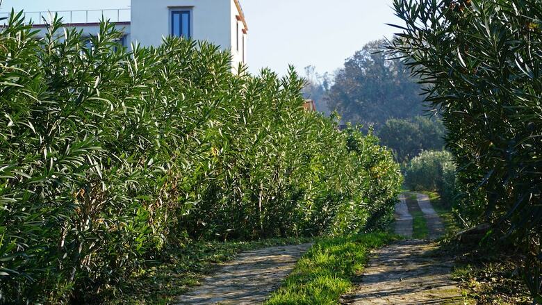 Hotel Tenuta Convivium Cuma