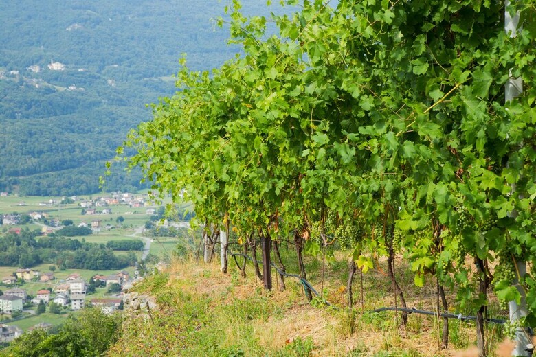 Bed & Breakfast Ca' La Vedescia