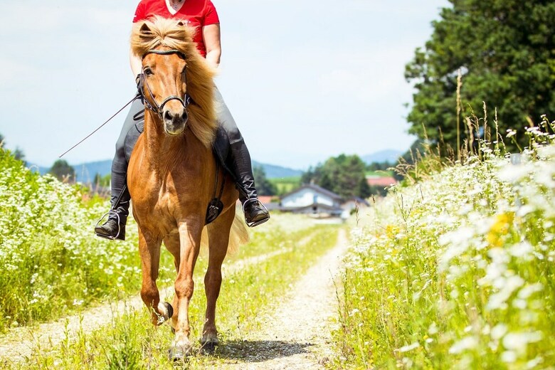 Agroturismo Islandpferdehof Rapoldi