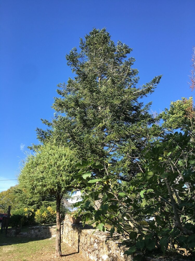 Apartamento Borgo Petraio