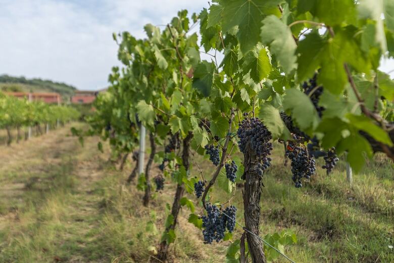 Agroturismo Agriturismo Le Case Rosse Di Montebuono