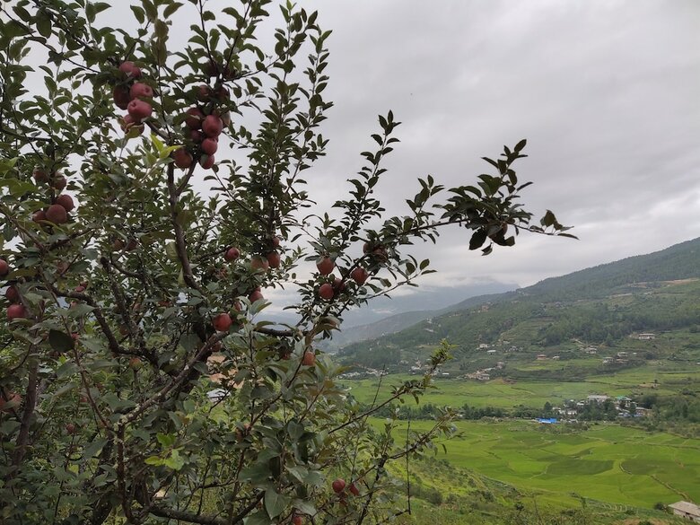 Hotel Paro Village View Home Stay