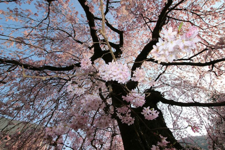 Taisho Modern Villa Zen