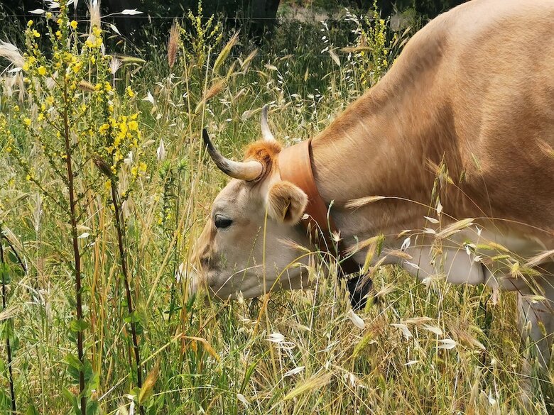 Agroturismo Tenuta Tedone Consolini