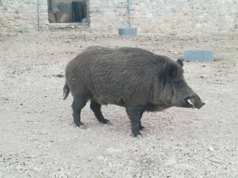 Agroturismo Tenuta Tedone Consolini