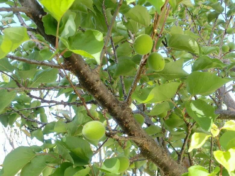 Hotel Neos Matala