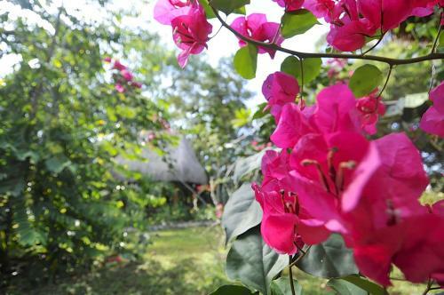Bed & Breakfast Naturalmente Boutique Bungalows