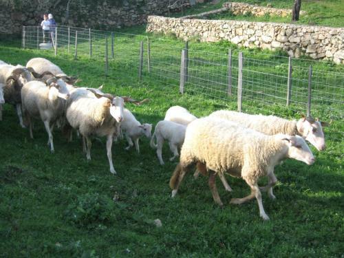 Agroturismo Quinta Das Pias