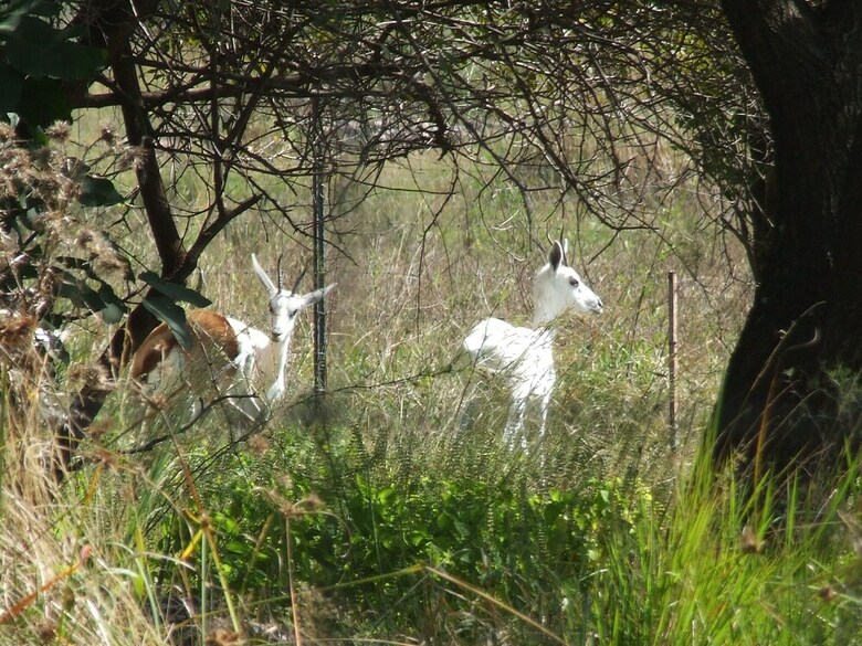 Posada Klipfontein Game Reserve