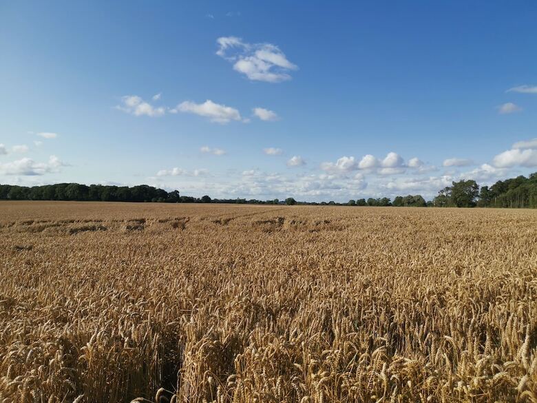 Bed & Breakfast Exelby Green Dragon