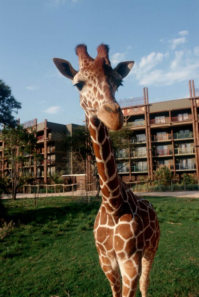 Apartamento Disney's Animal Kingdom Lodge