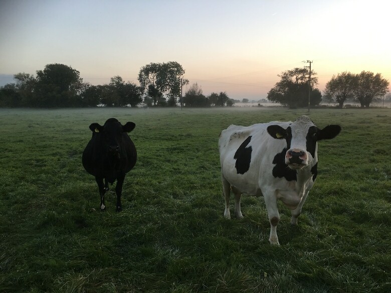 Bed & Breakfast Double-gate Farm