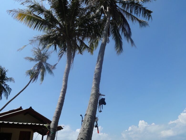 Hotel Bird Bungalow