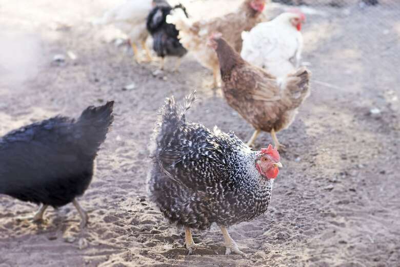 Hotel Dornh�gel Guestfarm