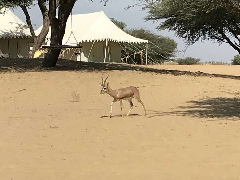 Registan Desert Safari Camps
