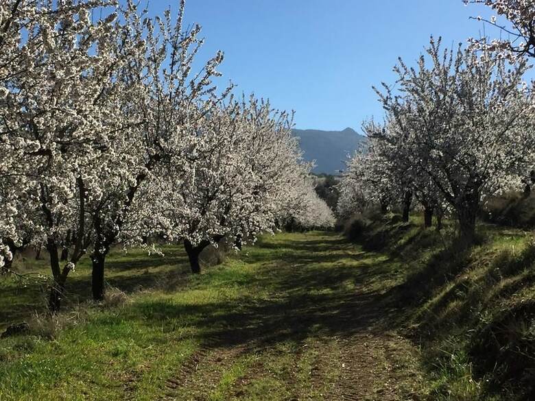 Agroturismo Cortijo Balza�n