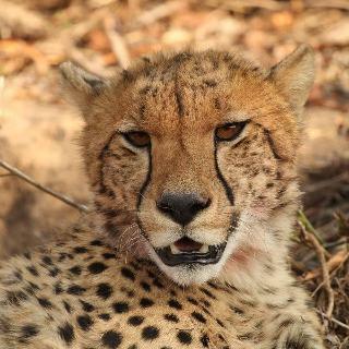 Hotel Izingwe Lodge