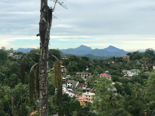 Hotel Amigo S Home Stay