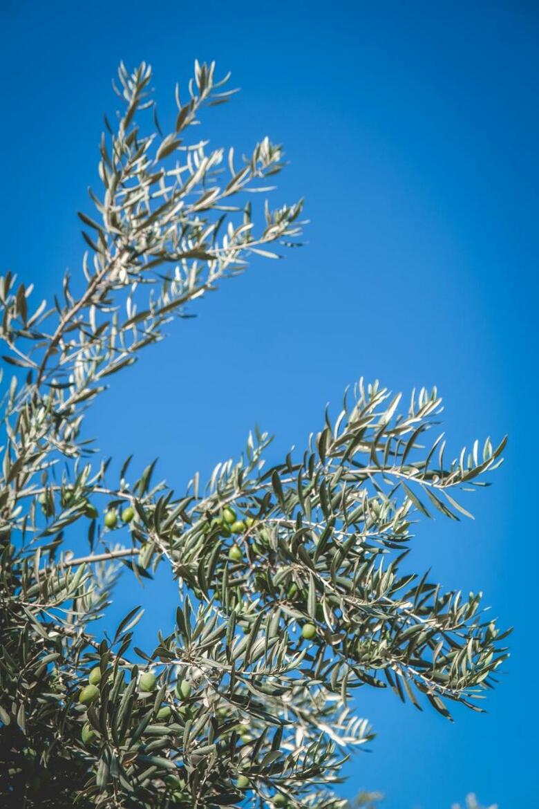 Apartamento Natureland Efes Pension