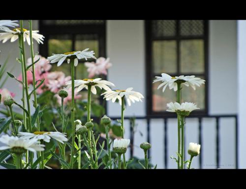 Hostal Villa Rhapsody Pension