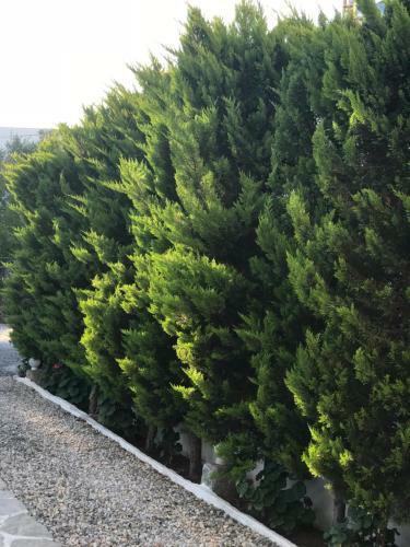 Hostal Artunc Hotel