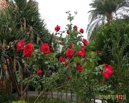 Motel Rose Buisiness Hotel