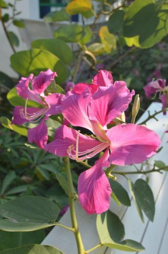 Hotel Makmai Villa (rayong)