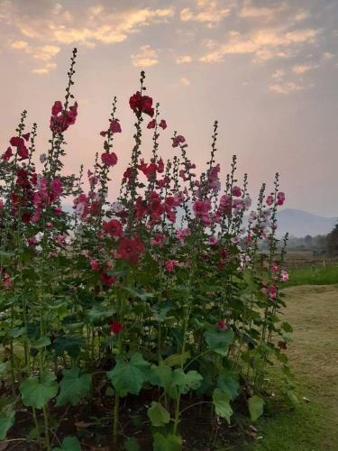 Lodge Phu Pai Art Resort