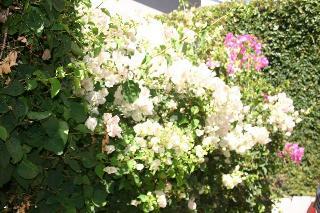 Hotel White Lodge Constantia Guest House