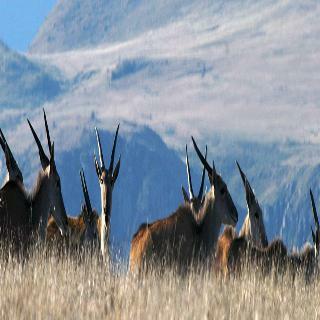 Lodge Mount Camdeboo Private Game Reserve