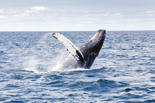 Hotel The Sandpiper Guest House