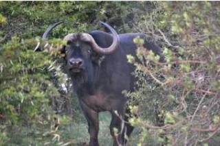 Hotel Hopewell Private Game Reserve