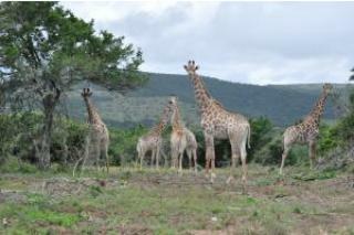 Hotel Hopewell Private Game Reserve