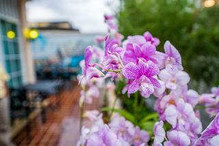 Hotel The Orchid House 153