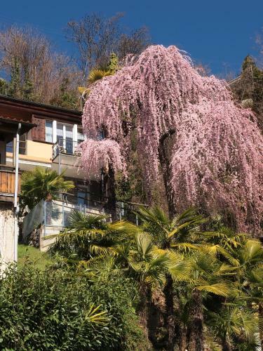 Apartamentos Casa Sibylle