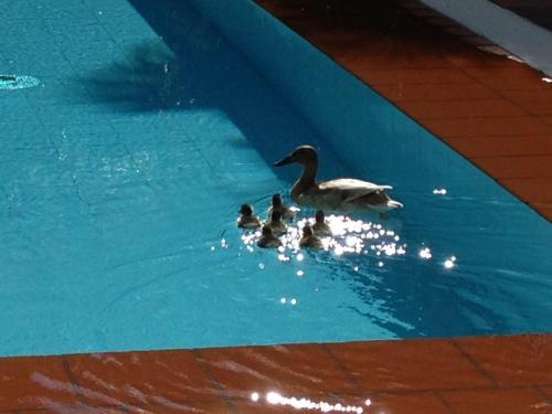 Aparthotel Al Lago