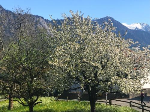 Hotel Walserhof