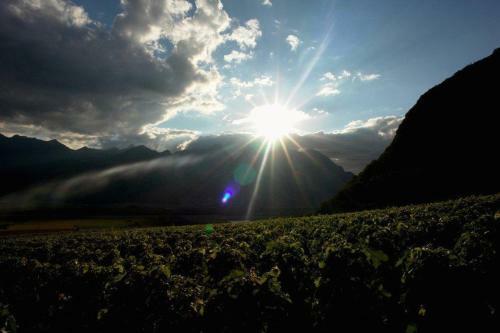 Clos Des Caillettes