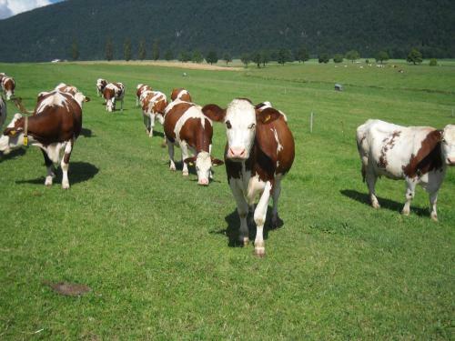 Bed & Breakfast A La Ferme