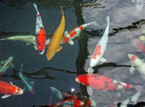 Hotel Restaurant Koi-gartenteich