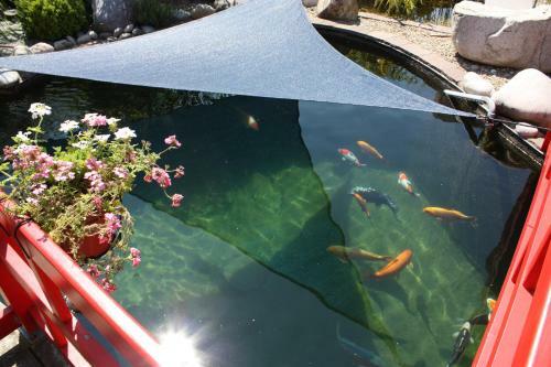 Hotel Restaurant Koi-gartenteich