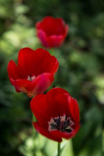 Bed & Breakfast Au Jardin