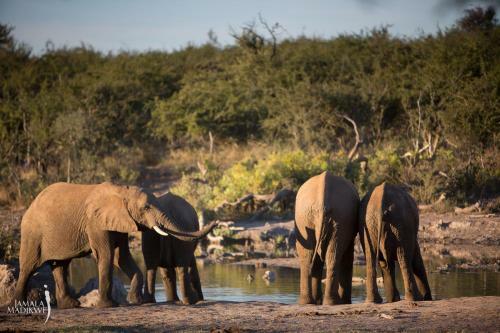 Lodge Jamala Madikwe