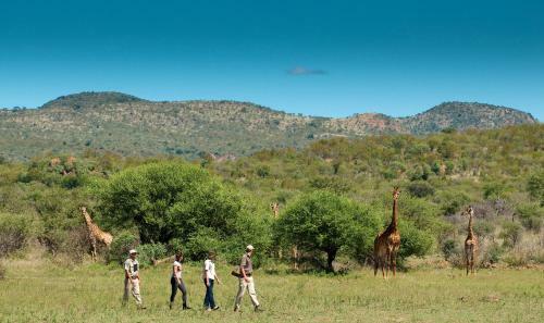 Madikwe Safari Lodge
