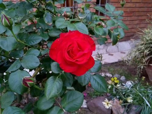 Apartamento Hermoso Departamento C�ntrico