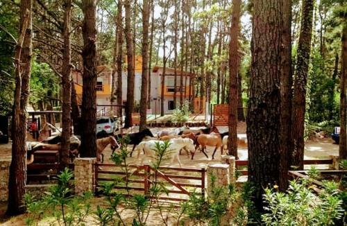Mustanranch
