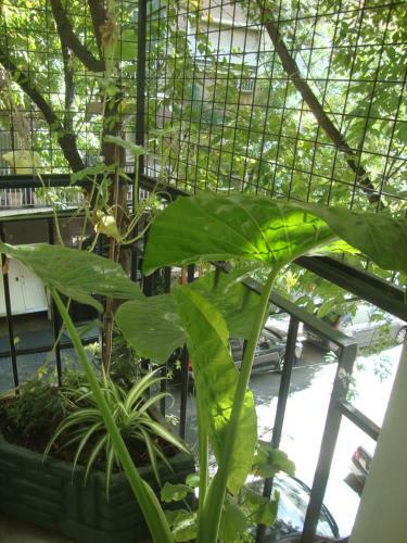 Apartamento En Belgrano C - 2 Dormitorios
